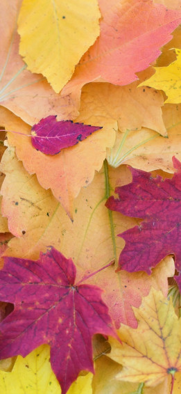 Fall Leaves iPhone Wallpaper
