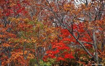 Wallpaper Vista Autumn Leaves