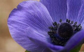 Purple Poppy Windows HD Wallpaper 10wallpaper