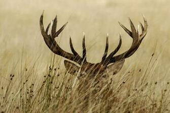 Huge Mule Deer Wallpaper