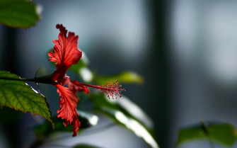 Hibiscus Flower Wallpaper HD Flowers 4k Image