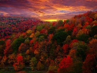 File Fall Foliage Photography Jpg