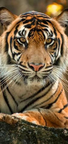 4k Tiger Wallpaper Ixpap