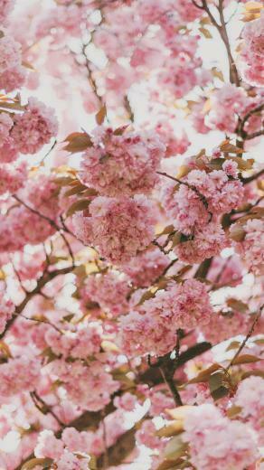 iPhone Plus Floral HD Wallpaper Background