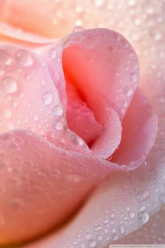 Water Drops Light Pink Rose 4k HD Desktop Wallpaper For
