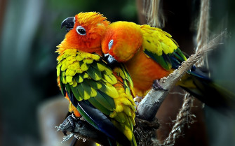 Beautiful Birds Wallpaper