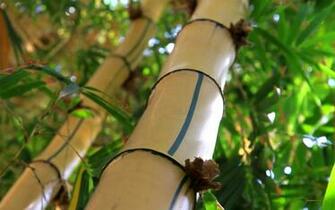 Bamboo HD Wallpaper Release Date Specs Re Redesign And Price