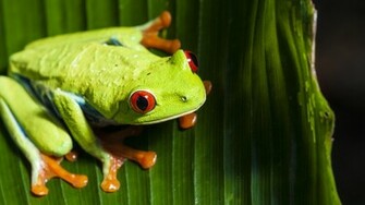 Animal Red Eye Tree Frog Wallpaper