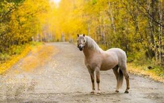 Road Horse Autumn Click To