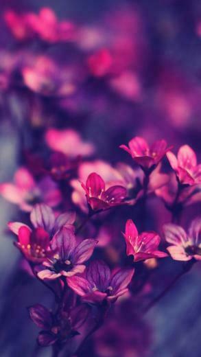 Ios Wallpaper Flower Purple