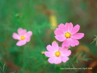 Flower Field Vol01 Cosmos Flowers
