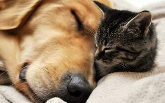 Cute Dog And Cat Wallpaper Net