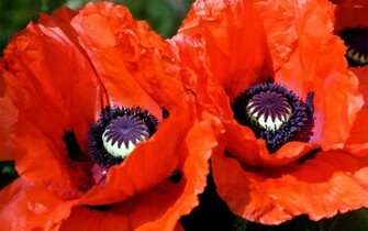 Poppies Wallpaper Flower