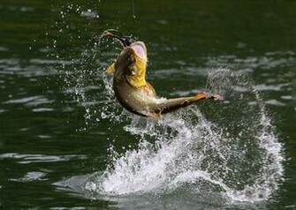 Bass Fishing Wallpaper For iPhone