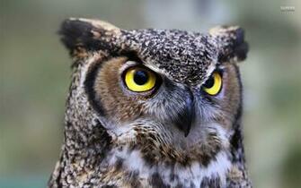 Great Horned Owl