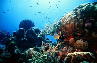 Miss Reef