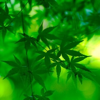 Green Leaves iPad Wallpaper