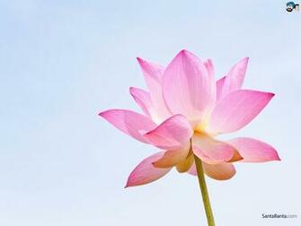 Lotus HD Wallpaper