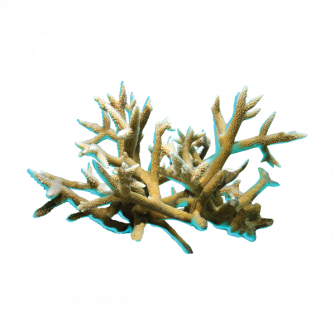 Staghorn Coral Wallpaper