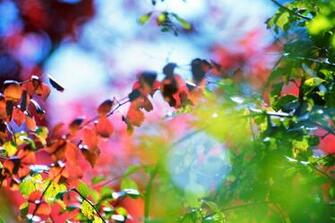 Beautiful Nature Wallpaper HD For Desktop