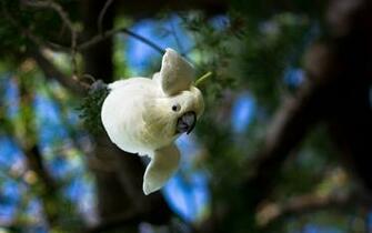 Cockatoo Parrot Bird Tropical Wallpaper HD Desktop And
