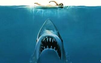 Shark Attacks Are At A Year High The Wire