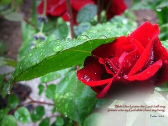 Cat Red Rose Wallpaper White For Desktop Background