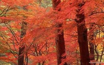 Fall Leaves Wallpaper Vivid Foliage No