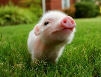Pig Wallpaper HD