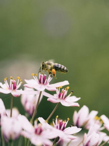 Flower With Bee Pictures Image