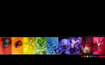 Natural Rainbow Black Wallpaper Stock