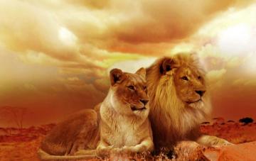 Lion Family HD Wallpaper Forever
