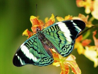 Green Butterfly Wallpaper Gray Many Butterflies