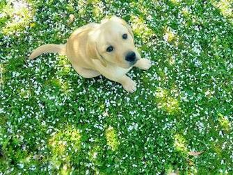 Funny Golden Retrievers Puppies Wallpaper Wallchips Quoteko