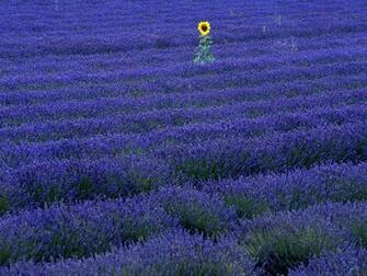 Wallpaper Sunflower Purple Lavender In Field