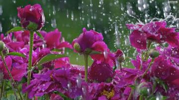 Spring Rain Desktop Wallpaper Wide Screen