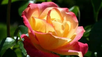 Secret Love Flowers Wallpaper And Image Pictures