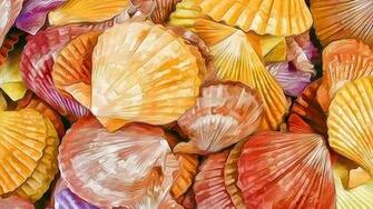 Shells Texture HD Wallpaper Wallpaperfx