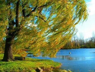Willow Tree At Fall Wallpaper