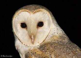 Image Match Barn Owl Pictures Eurasian Eagle