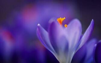 I Am Simple And Beautiful Flower HD Wallpaper