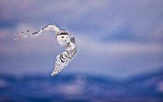HD Wallpaper Desktop Owl Dacktop
