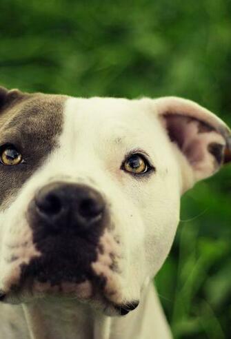 3wallpaper Best Wallpaper For All iPhone Retina Pitbull Dog