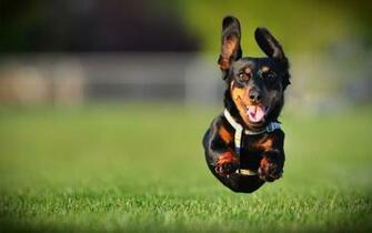 Dachshund Computer Wallpaper Desktop Background Id