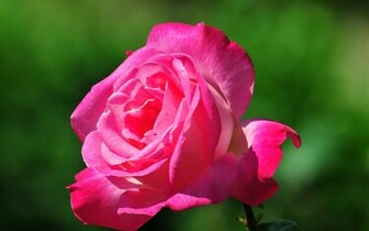 Flowers Beautiful Rose Wallpaper