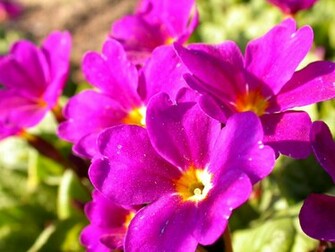 Magazine Wallpaper Beautiful Flowers Colorful Background