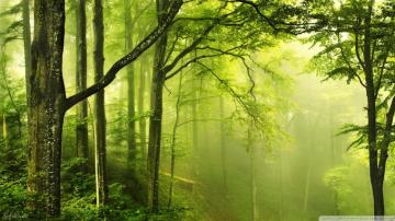 Beautiful Green Forest Ultra HD Desktop Background Wallpaper For