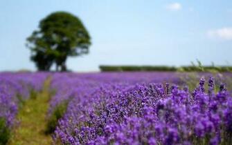 Lavender Field Wallpaper