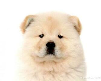 Chow Puppies Image Wallpaper HD Mac