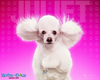 All World Wallpaper Cute Dogs Pets Animals Puppies